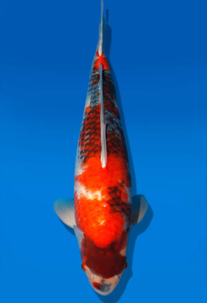 Koi Shop Dainichi Showa Nisai BlackMonroe female 56cm T06-0149