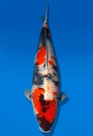 Koi Shop Dainichi Showa Nisai MonaLisa female 64cm T06-0156