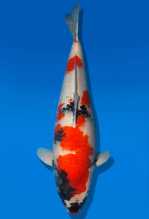 Koi Shop Dainichi Showa Nisai Monroe female 61cm T06-0161