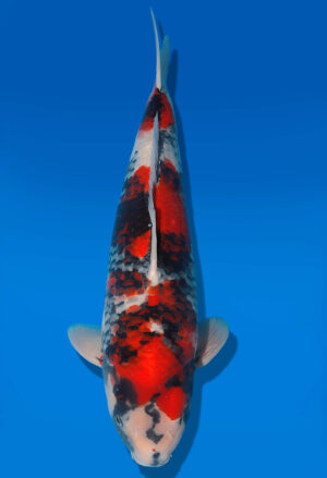 Koi Shop Dainichi Showa Nisai MonaLisa female 55cm T06-0173