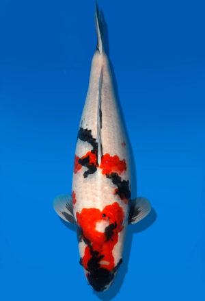 Koi Shop Dainichi Showa Nisai MonaLisa female 64cm T06-0168