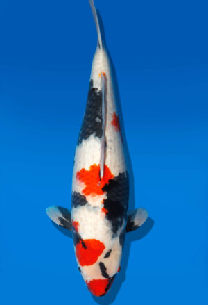 Koi Shop Dainichi Showa Nisai MonaLisa female 59cm T06-0182