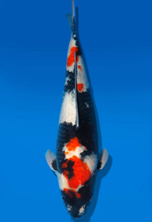 Koi Shop Dainichi Showa Nisai MonaLisa female 54cm T06-0184