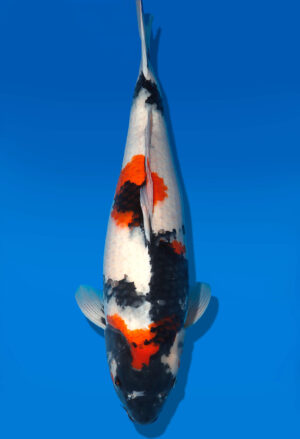 Koi Shop Dainichi Showa Nisai MonaLisa female 57cm T06-0190