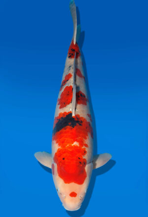 Koi Shop Dainichi Showa Nisai Monroe male 60cm T06-0198