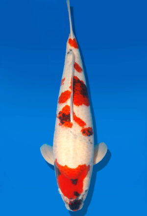 Koi Shop Dainichi Showa Nisai WhiteMonroe male 64cm T06-0215