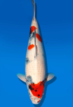 Koi Shop Dainichi Showa Nisai WhiteMonroe female 61cm T06-0224