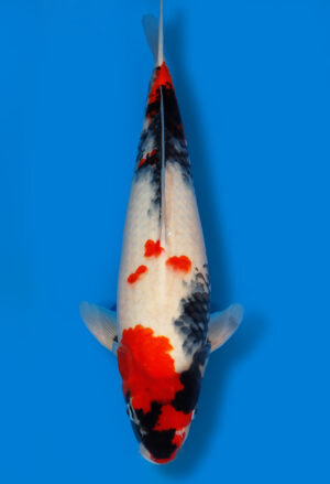 Koi Shop Dainichi Showa JumboTosai MonaLisa - 47cm T11-1315