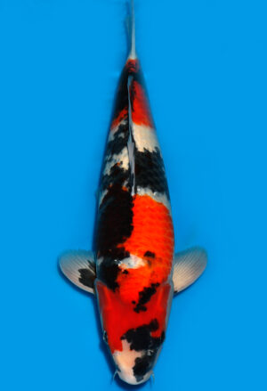 Koi Shop Dainichi Showa Nisai MonaLisa female 58cm T15-0234