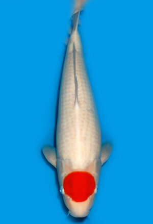 Koi Shop Dainichi Tancho Nisai Wild female 55cm T11-0171
