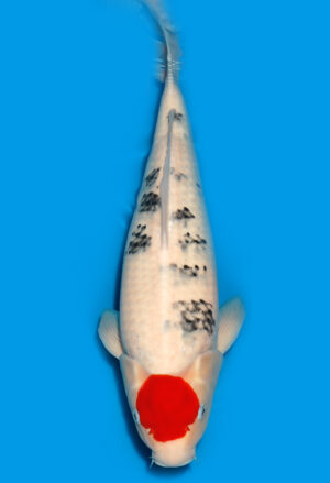 Koi Kauf Dainichi TanchoSanke Nisai MSankeJr. female 48cm T15-0172