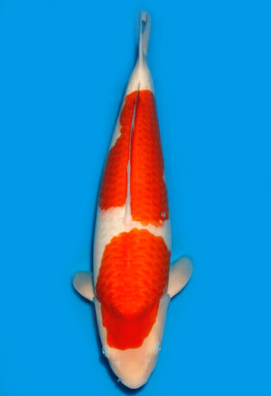 Koi Shop Dainichi Kohaku Nisai SuperRikidozan female 55cm T15-0232