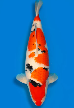 Koi Shop Dainichi Sanke Nisai MrBig female 62cm T15-0964