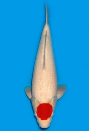 Koi Shop Dainichi Tancho Nisai WhiteTiger female 49cm T15-0244