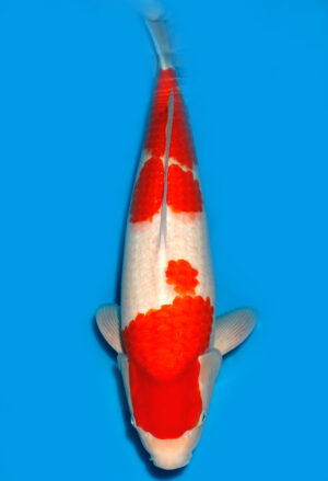 Koi Shop Dainichi Kohaku Nisai RedTiger female 54cm T15-0250