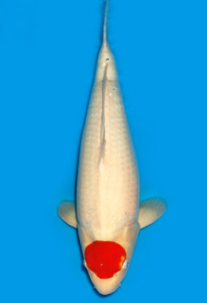 Koi Shop Dainichi Tancho Nisai RedTiger female 56cm T15-0252