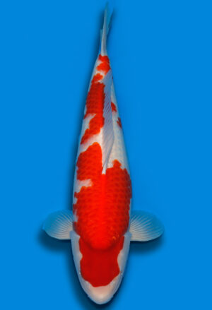 Koi Shop Dainichi Kohaku Nisai RedTiger female 67cm T15-0325