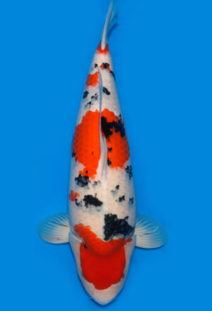 Koi Kauf Dainichi Sanke Nisai Mr.Big female 70cm T15-0321