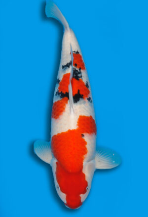 Koi Kauf Dainichi Sanke Nisai Mr.Big female 64cm T15-0320