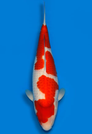Koi Shop Dainichi Kohaku Nisai DMM female 58cm T15-0976