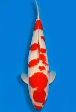 Koi Shop Dainichi Kohaku Nisai DMM female 64cm T15-0981
