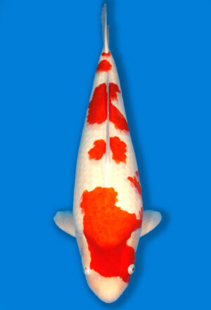 Koi Shop Dainichi Kohaku Nisai RedTiger female 62cm T14-1535