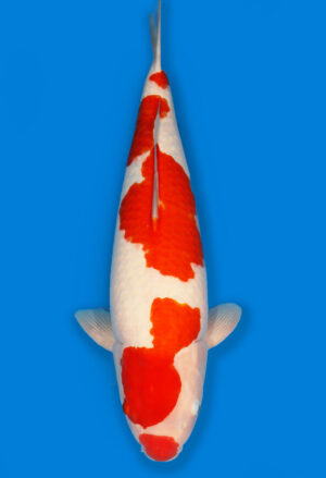 Koi Shop Dainichi Kohaku Nisai SuperRikidozan female 70cm T14-1536