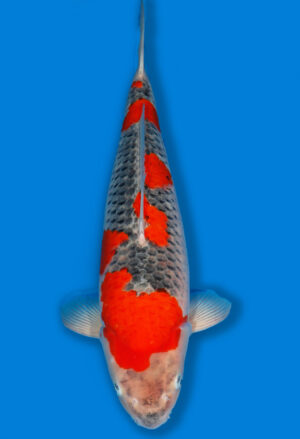 Koi Shop Kanno Goshiki Nisai Kanno female 61cm T14-1528
