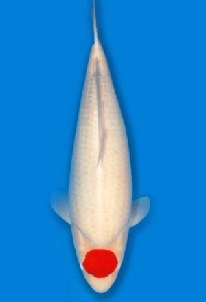 Koi Shop Dainichi Tancho Nisai SuperRikidozan female 63cm T14-1547