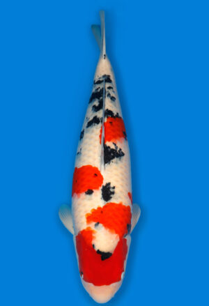 Koi Shop Dainichi Sanke Nisai MrBig female 63cm T14-1544