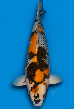 Koi Shop Dainichi KawariShowa Sansai Monroe female 73cm T15-0571