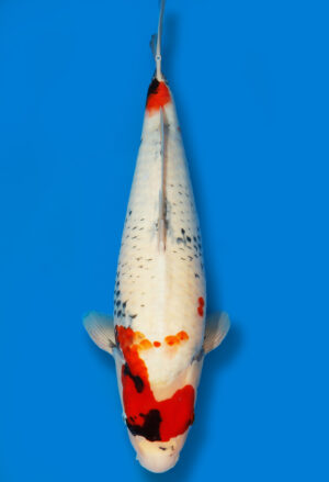 Koi Shop Dainichi Showa JumboTosai MonaLisa - 50cm T06-1097