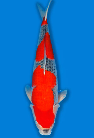 Koi Shop Kanno Goshiki Nisai Kanno female 53cm T14-1551