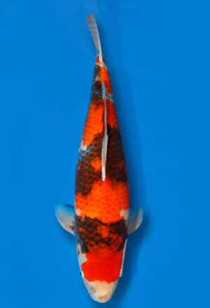 Koi Shop Dainichi Showa JumboTosai MonaLisa - 50cm T06-1081