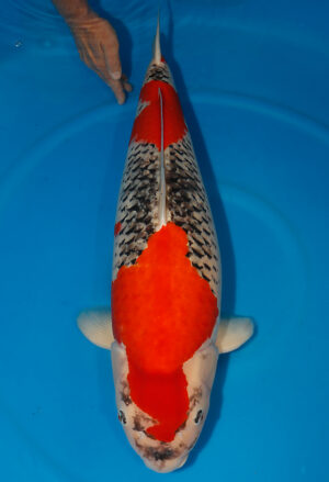 Koi Shop Kanno Goshiki KannoGoshiki female 76cm Yonsai T15-118