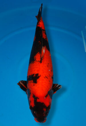 Koi Shop Dainichi HiUtsuri Sansai MonaLisa female 71cm T15-0295