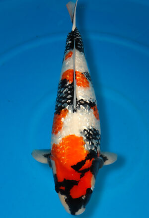 Koi Shop Dainichi GinrinShowa Nisai XGinrinShowa female 59cm T15-0205
