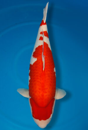 Koi Shop Kanno Goshiki KannoGoshiki female 74cm Yonsai T15-119
