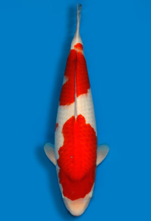 Koi Shop Dainichi Kohaku Nisai RedTiger female 63cm T15-0661