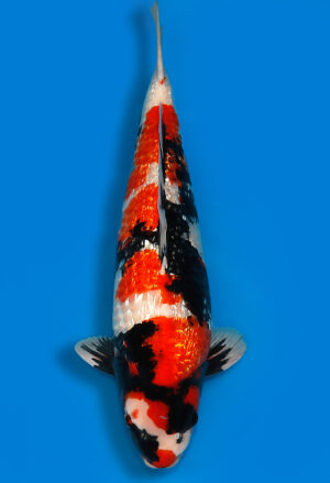 Koi Shop Dainichi GinrinShowa Nisai XGinrinShowa male 63cm T15-0721