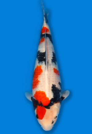 Koi Shop Dainichi Showa JumboTosai MonaLisa - 47cm T06-1689