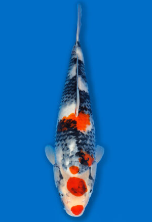 Koi Shop Dainichi Showa Nisai MonaLisa female 53cm T06-0126