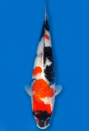 Koi Shop Dainichi Showa JumboTosai BlackMonroe - 54cm T06-1726
