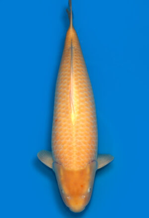 Koi Auktionen Dainichi Karashigoi Yonsai YellowMonkey female 79cm T14-0755