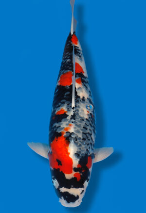 Koi Shop Dainichi Showa Nisai MonaLisa female 60cm T14-1174