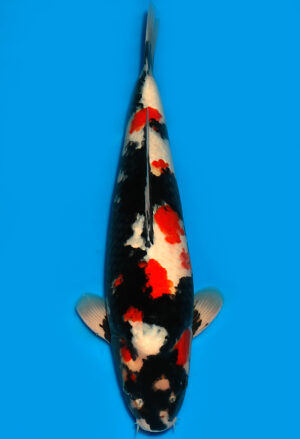 Koi Shop Dainichi Showa Nisai MonaLisa female 60cm T15-0161