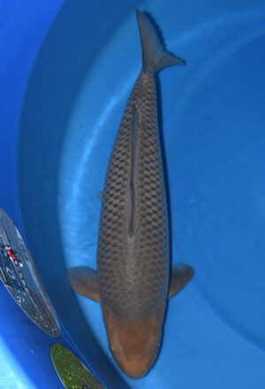 Koi Shop Dainichi Soragoi female Nanasai 66cm T07-152