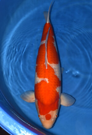 Koi Shop Dainichi Kohaku Yonsai DMKohaku 77cm female T6-017