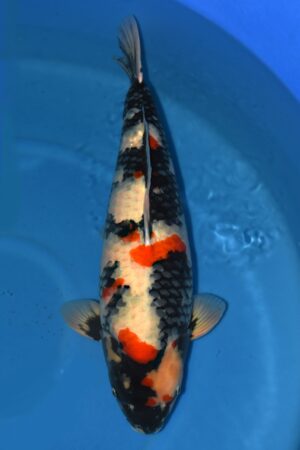 Koi Shop Dainichi Showa Rokusai MonaLisa female 82cm T15-83