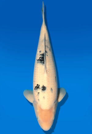 Koi Shop Dainichi Bekko Nisai MrBig male 53cm T06-0108